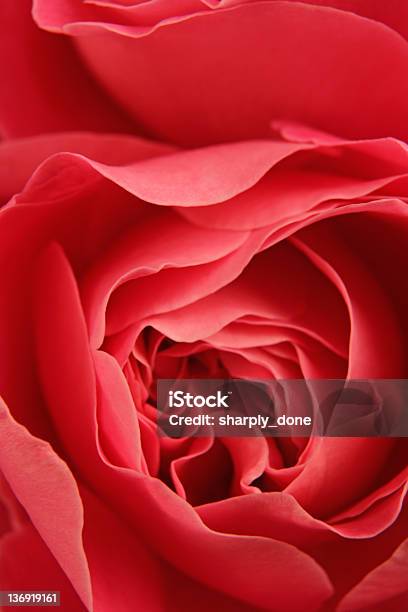 Red Roses Primer Plano Foto de stock y más banco de imágenes de Abstracto - Abstracto, Amor - Sentimiento, Aniversario