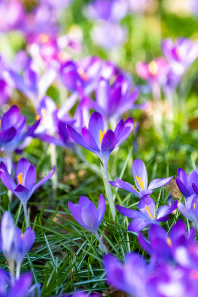 istock Blue crocus in the garden 1369191805