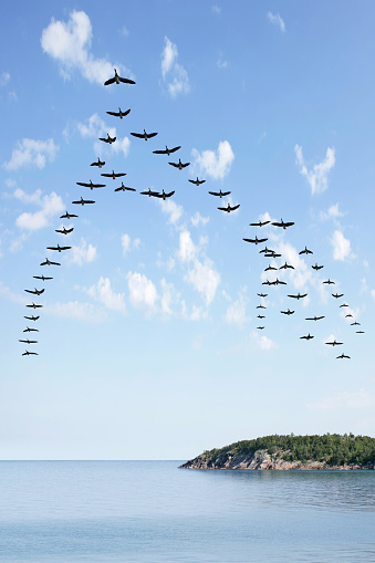 flock of canada geese flying over lake with bright sky, vertical frame (XL)