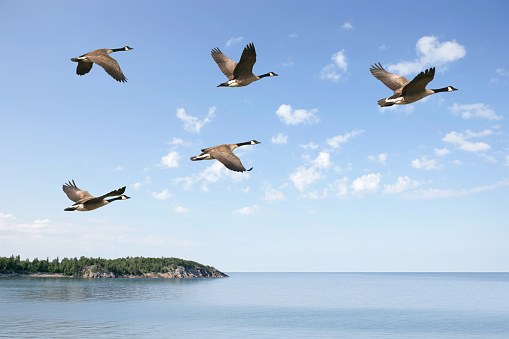 XXXL flying canada geese