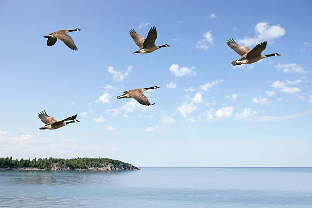 XXXL flying canada geese flock of canada geese flying over lake with bright sky (XXXL) canada goose photos stock pictures, royalty-free photos & images
