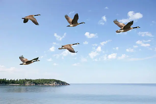 flock of canada geese flying over lake with bright sky (XXXL)