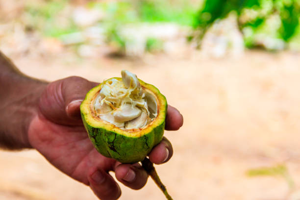 зеленые плоды какао в руке фермера - plant holding hands seed human hand стоковые фото и изображения