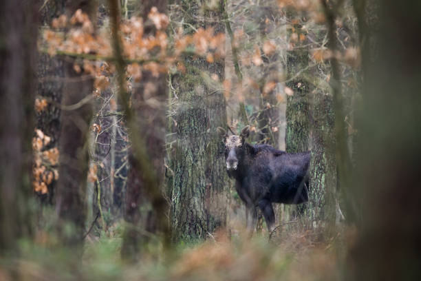 Moose (Alces alces) Moose (bull) without antler. European wild nature. bull pine stock pictures, royalty-free photos & images