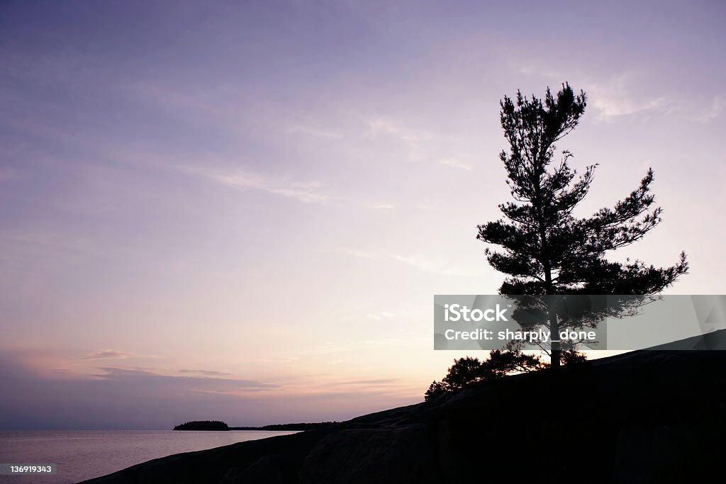 XXL pine tree sunset windswept pine tree in sihouette overlooking lake at sunset, panoramic frame (XXXL) Ontario - Canada Stock Photo