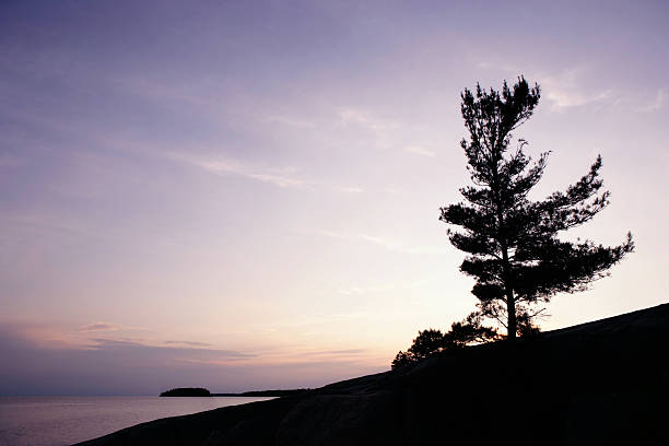 XXL pine tree sunset windswept pine tree in sihouette overlooking lake at sunset, panoramic frame (XXXL) northern ontario stock pictures, royalty-free photos & images