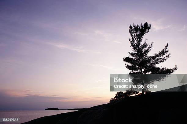 Xxl Pine Tree Sunset Stock Photo - Download Image Now - Ontario - Canada, North, Canada