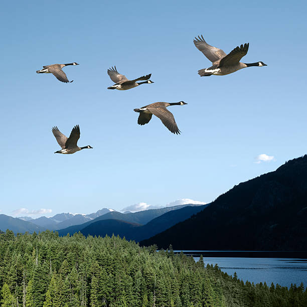 XXL canada geese canada geese flying over lake with bright sky, square frame (XXL) birds flying in v formation stock pictures, royalty-free photos & images