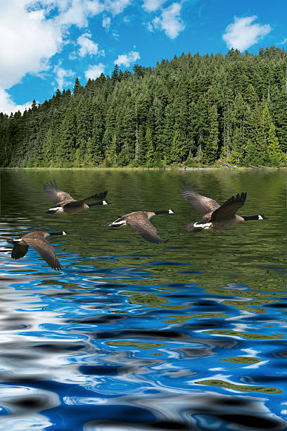 istock XXXL low flying canada geese 136919431