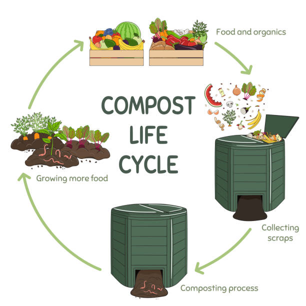 ilustrații de stoc cu compostul cerc de viață infografic. procesul de compostare. schema de reciclare a deșeurilor organice din colectarea resturilor de bucătărie pentru a utiliza compostul pentru agricultură. zero deșeuri. ilustrație vectorială desenată manual. - compostable