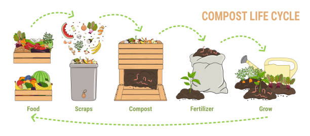 ilustrații de stoc cu compostul cerc de viață infografic. procesul de compostare. schema de reciclare a deșeurilor organice din colectarea resturilor de bucătărie pentru a utiliza compostul pentru agricultură. zero deșeuri. ilustrație vectorială desenată manual. - compostable