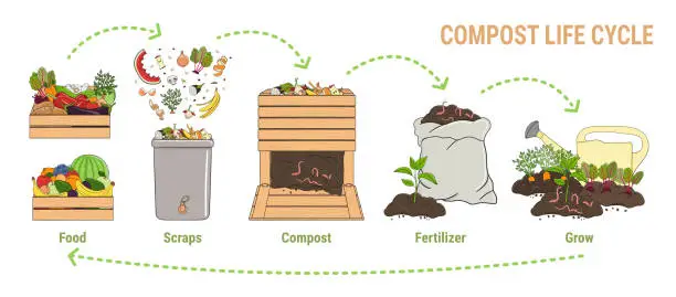 Vector illustration of Compost life circle infographic. Composting process. Schema of recycling organic waste from collecting kitchen scraps to use compost for farming. Zero waste. Hand drawn vector illustration.