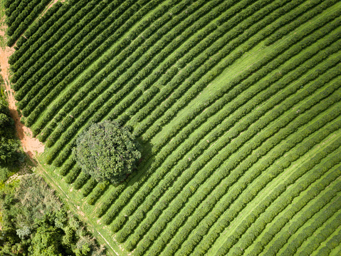 Drone aerial view of beautiful arabic coffee plantation on farm in Minas Gerais, Brazil. Concept of food, agriculture, commodity, healthy food, industry.