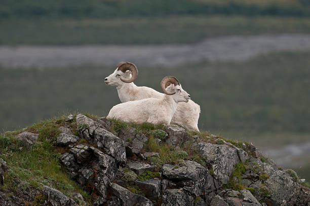 떠났으면 - dall sheep 뉴스 사진 이미지