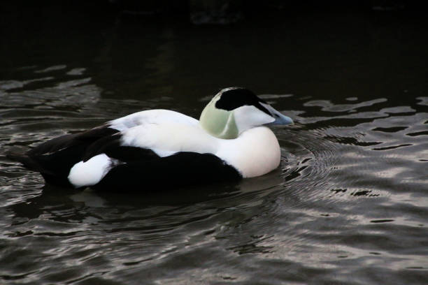 A close up of an Eider Duck A close up of an Eider Duck at Martin Mere Nature Reserve eider duck stock pictures, royalty-free photos & images