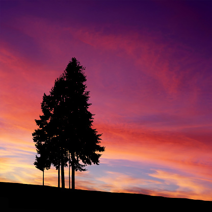 pine trees in silhouette at colorful sunset, square frame