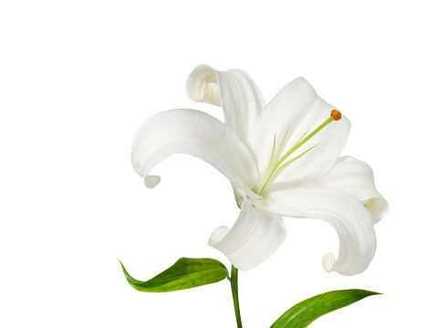 single white lily on white background