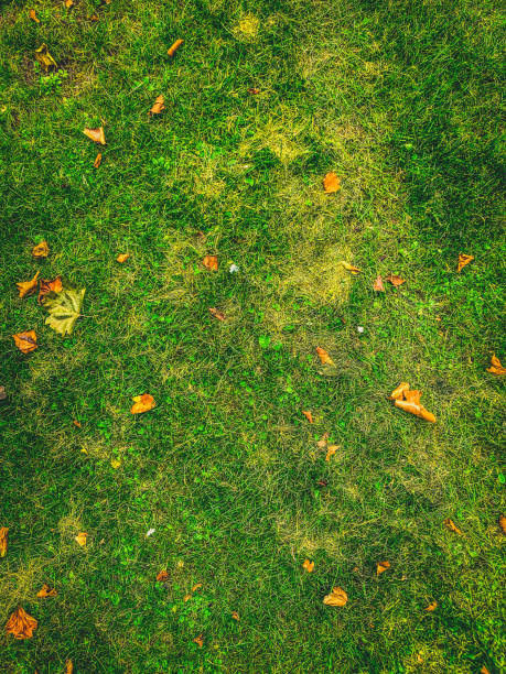istock Grass with leaves at the forest path as a texture or background. 1369198106