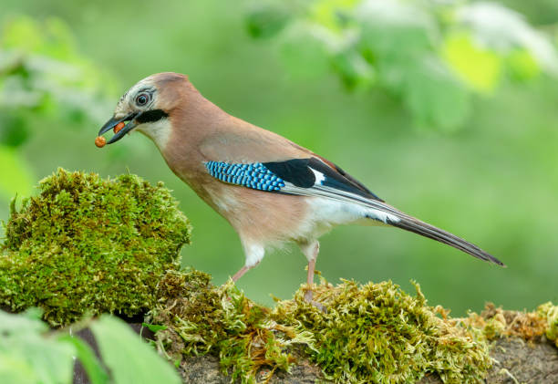 Close up of a European jay, Scientific name: Garrulus Glandarius, facing left in natural woodland habitat with beak filled with two peanuts.  Clean background. stock photo
