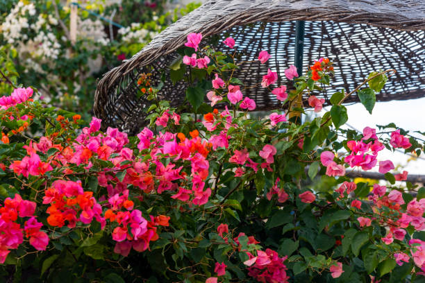 08 March 2025, Marrakech, Morocco: Vibrant bougainvillea flowers cascading over a terracotta wall in a Majorelle garden