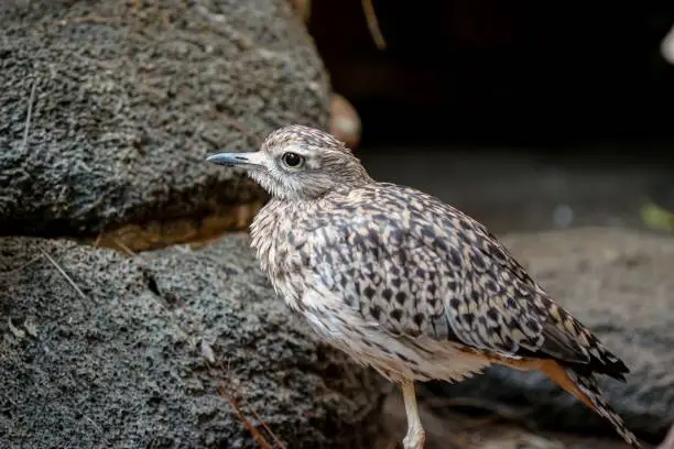 A spotted thick-knee standing next to a rock in captivity.