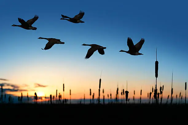 flock of migrating canada geese in silhouette at sunset (XXL)