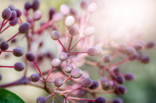 Skimmia japonica pink buds, macro. Background sunlight