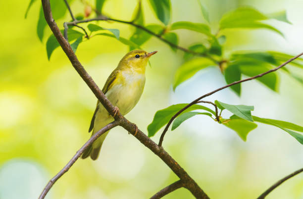 istock spring bird sits on a branch in the forest 1369199444