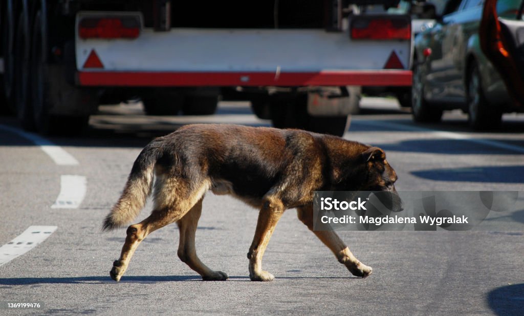 Homless dog on the road between cars. Homless dog on the road between cars in Swinoujscie, Poland. Dog Stock Photo