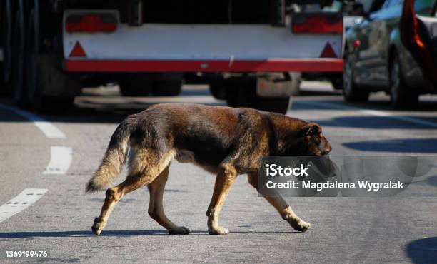 Homless Dog On The Road Between Cars Stock Photo - Download Image Now - Dog, Low, Rain