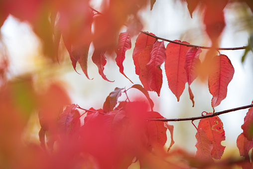 Pin cherry (Prunus pensylvanica) tree leaves in autumn colors.