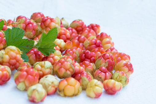 smooth, fresh juicy cloudberries with green leaves on a light bluish background, spring- summer backdrop in the shape of a semicircle