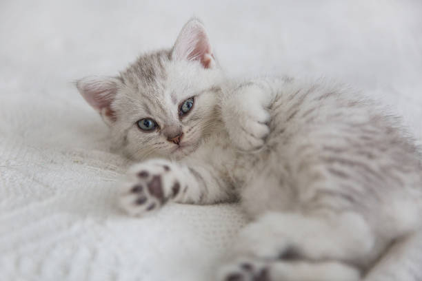 istock Cute tabby Scottish short hair silver kitten. Dreaming kittens sleep on a bed under warm white blanket. Pets sleep at cozy home. Top down view web banner. Funny adorable pets cats. Postcard concept 1369200941