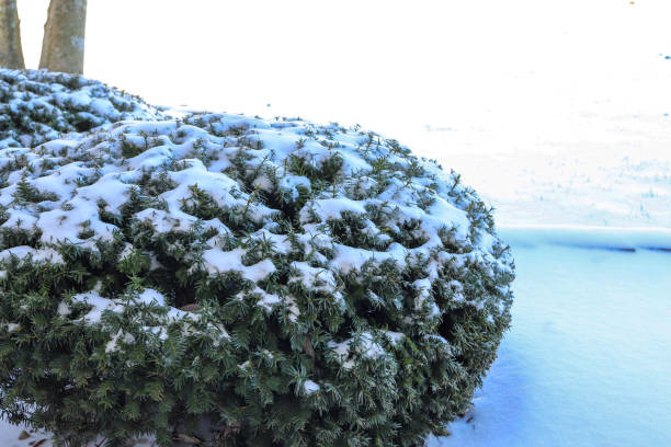 istock Snow covered green shrubbery bush in a front lawn in the winter 1369201000