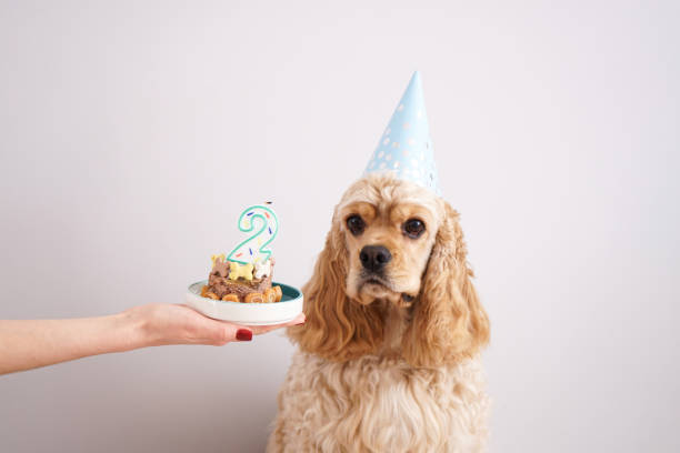 American Cocker Spaniel and holiday treat. Dog birthday. stock photo