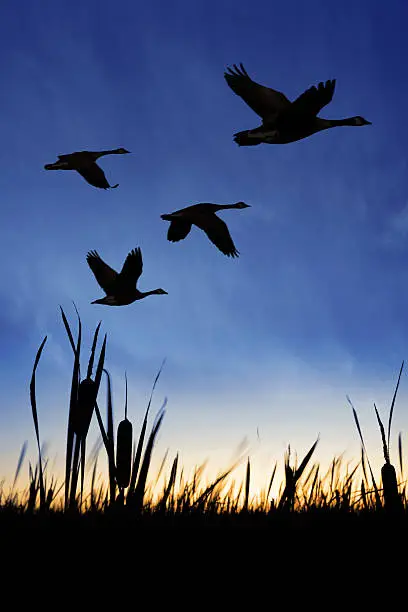 Photo of XXXL migrating canada geese