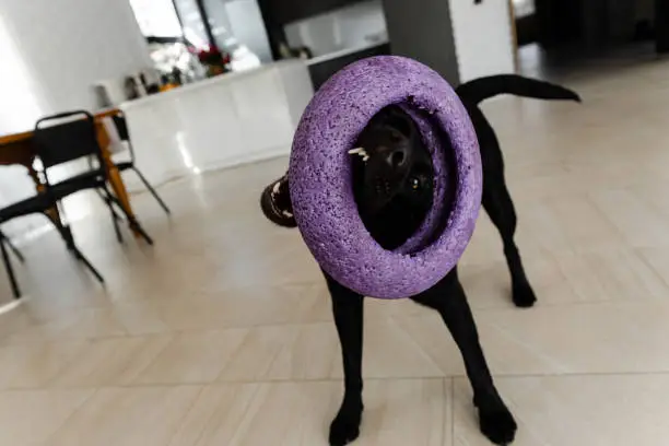 labrador nibbles a toy,beautiful black labrador chewing on a rubber circle,pet playing with a toy,dog's teeth clutching a rubber circle