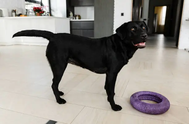 labrador nibbles a toy,beautiful black labrador chewing on a rubber circle,pet playing with a toy,dog's teeth clutching a rubber circle