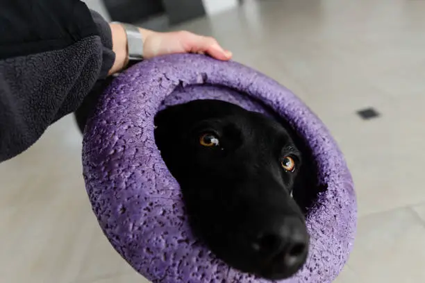 labrador nibbles a toy,beautiful black labrador chewing on a rubber circle,pet playing with a toy,dog's teeth clutching a rubber circle