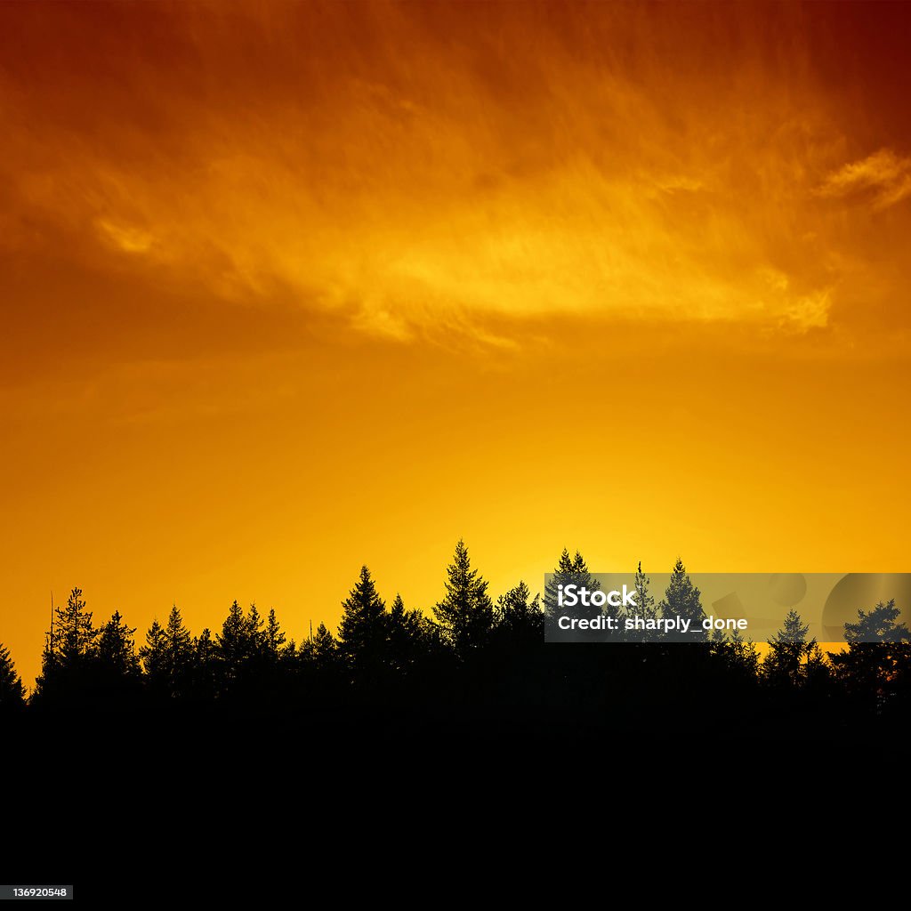 XXL evergreen forest sunset pine tree forest in silhouette at colorful sunset, square frame (XXL) Dark Stock Photo