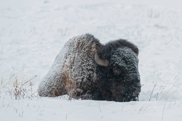 istock Snow covered American Bison, Yellowstone National Park. Winter scene. 1369205921