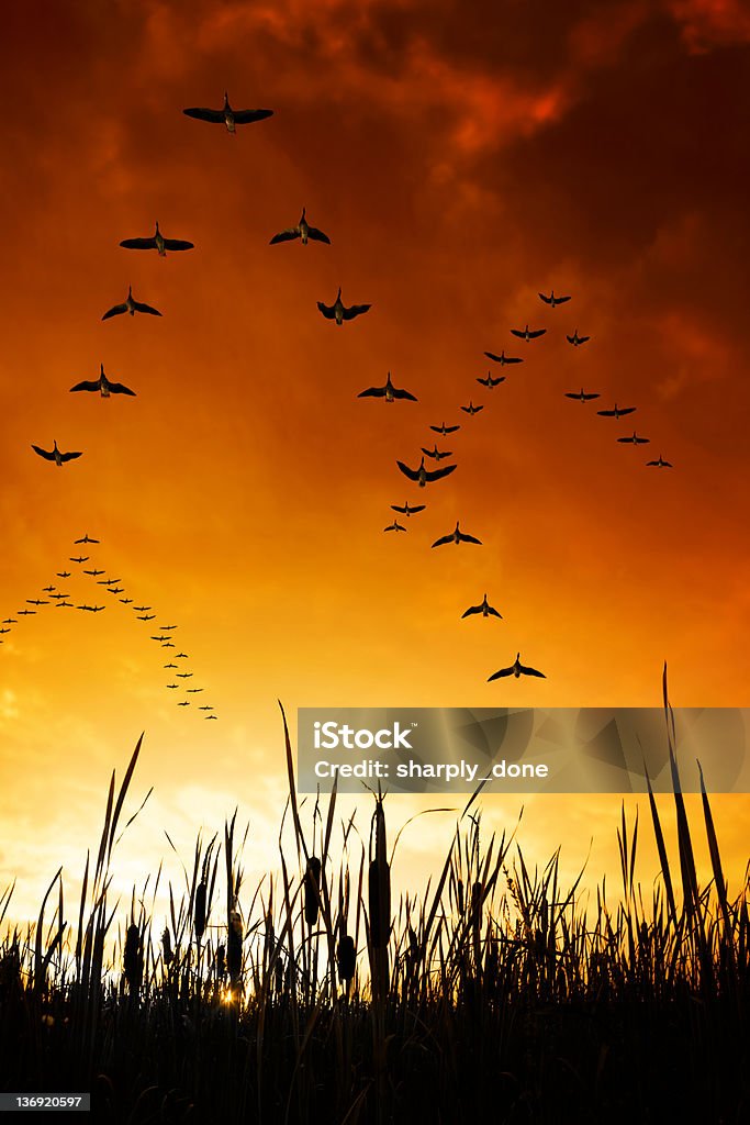 XXL a migração de Ganso do Canadá - Royalty-free Bando de pássaros Foto de stock