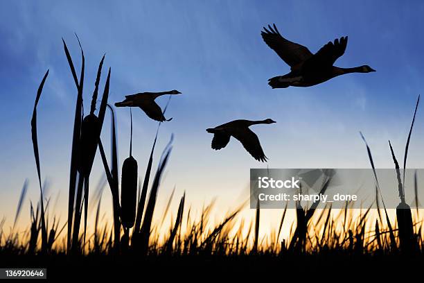 Xxl La Migrazione Oche Del Canada - Fotografie stock e altre immagini di Giunco di palude - Giunco di palude, Sagoma - Controluce, Paesaggio