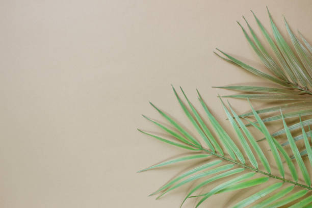 istock tropical palm leaves background copy space . Flat lay, nature concept, mockup 1369206910