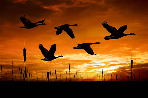 XXL migrating canada geese flock of migrating canada geese in silhouette at sunset (XXL) canada goose photos stock pictures, royalty-free photos & images