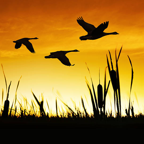 istock XXXL migrating canada geese 136920703