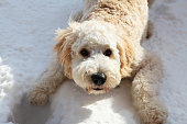 Playful F1 Goldendoodle Puppy In the Snow