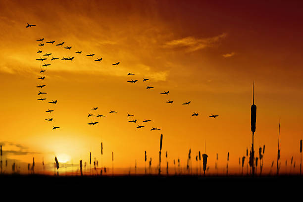 XXL migrating canada geese flock of migrating canada geese in silhouette at sunset (XXL) goose bird photos stock pictures, royalty-free photos & images
