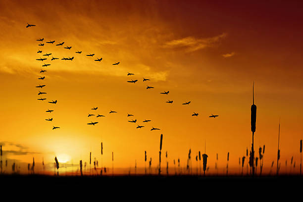 xxl a migração de ganso do canadá - bird leadership flying goose imagens e fotografias de stock