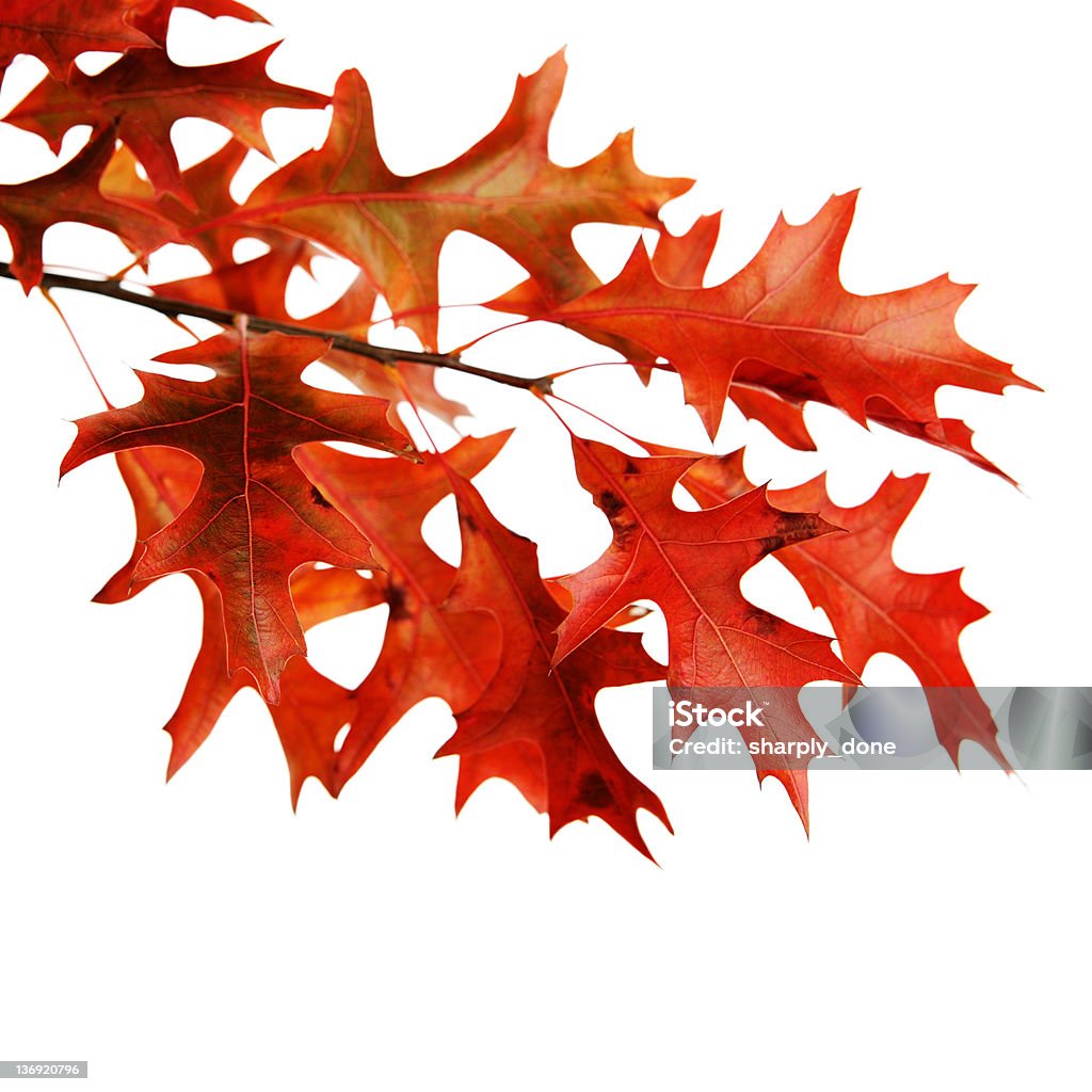 XL Foglie di quercia rossa primo piano - Foto stock royalty-free di Autunno